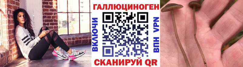 Купить где  Приволжский  Галлюциногенные грибы MAGIC MUSHROOMS 